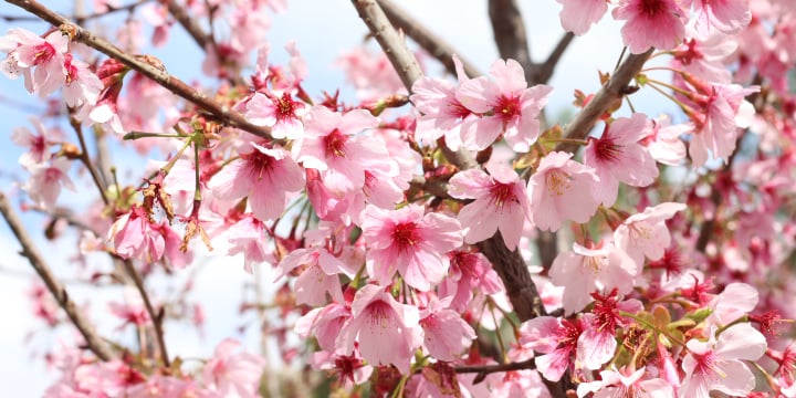Cherry Blossom Festival Washington DC