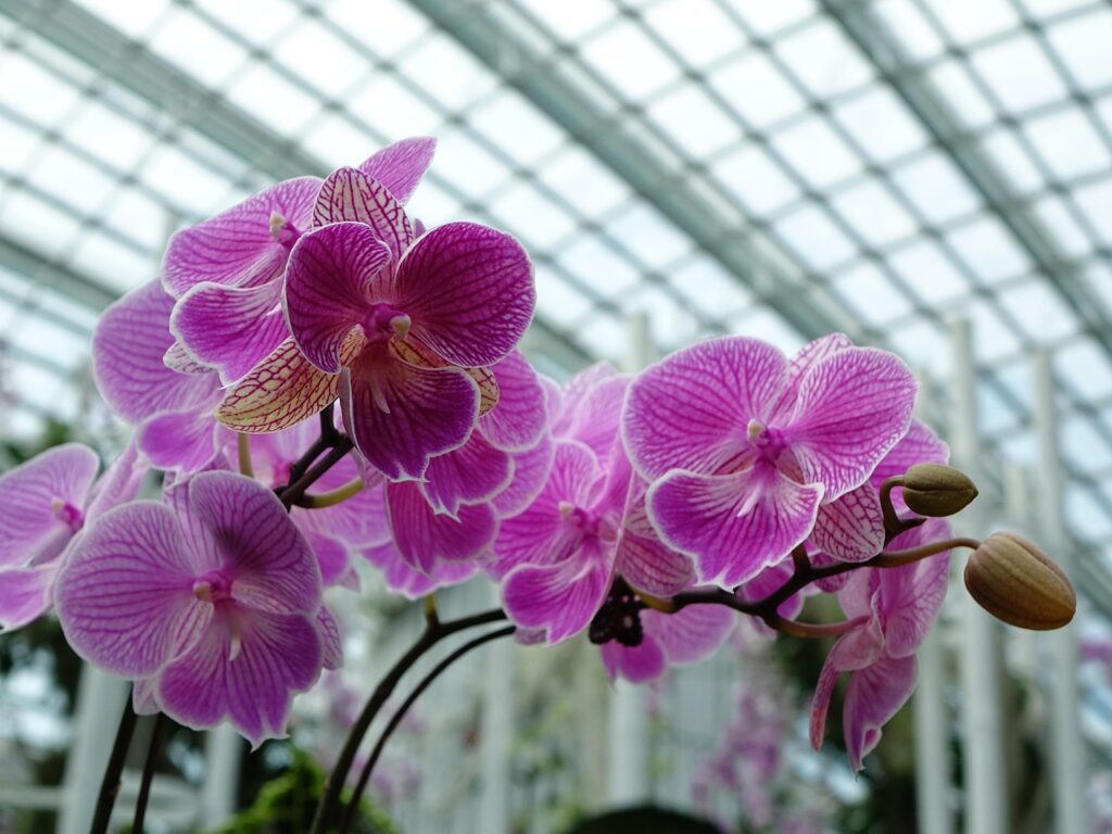 orchids 419430 1280 1024x768