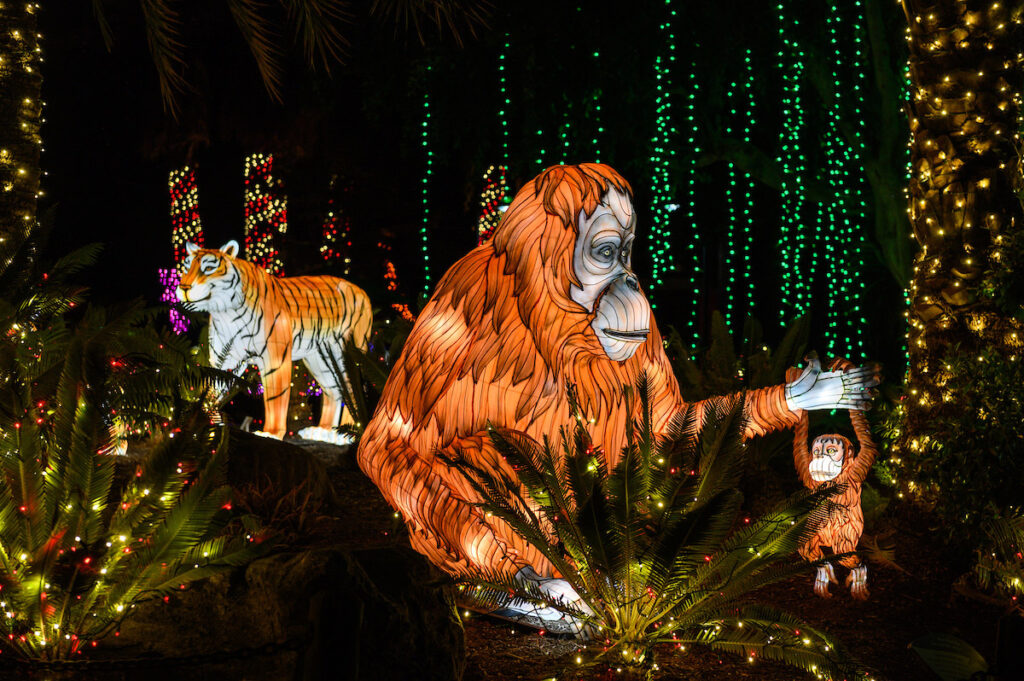 Zoo Lights Jamie Pham Orangutan 1024x681